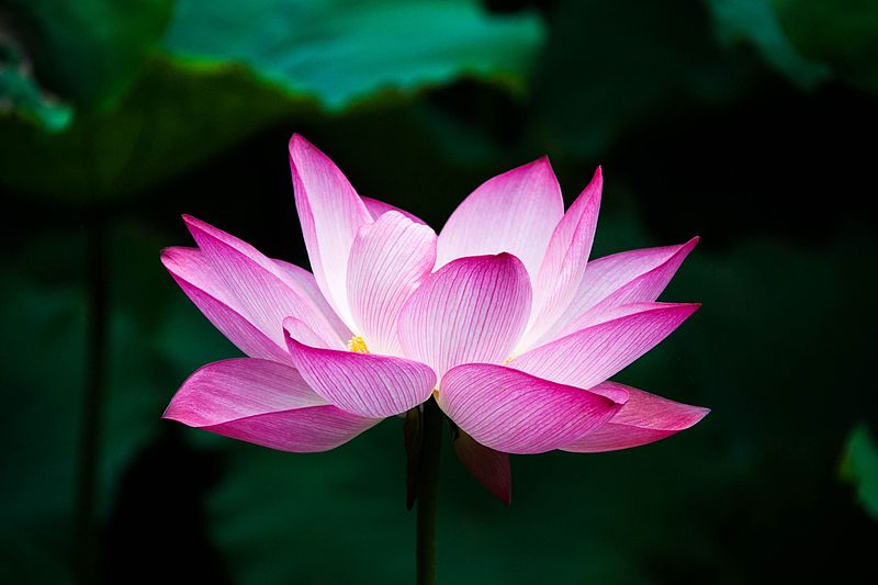 Lotus Flower Meaning And Symbolism Explained In Detai - vrogue.co