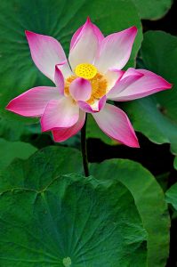 Lotus flower symbol