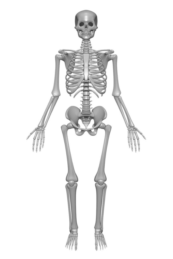 Skeleton symbol of death