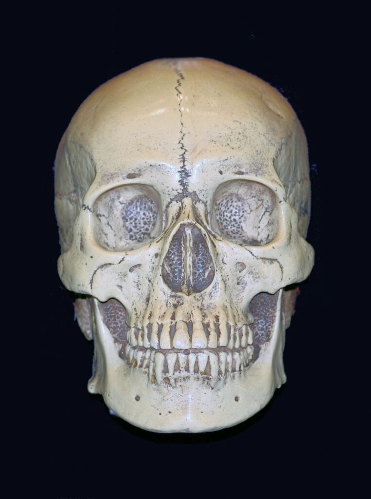 Skull symbol of death