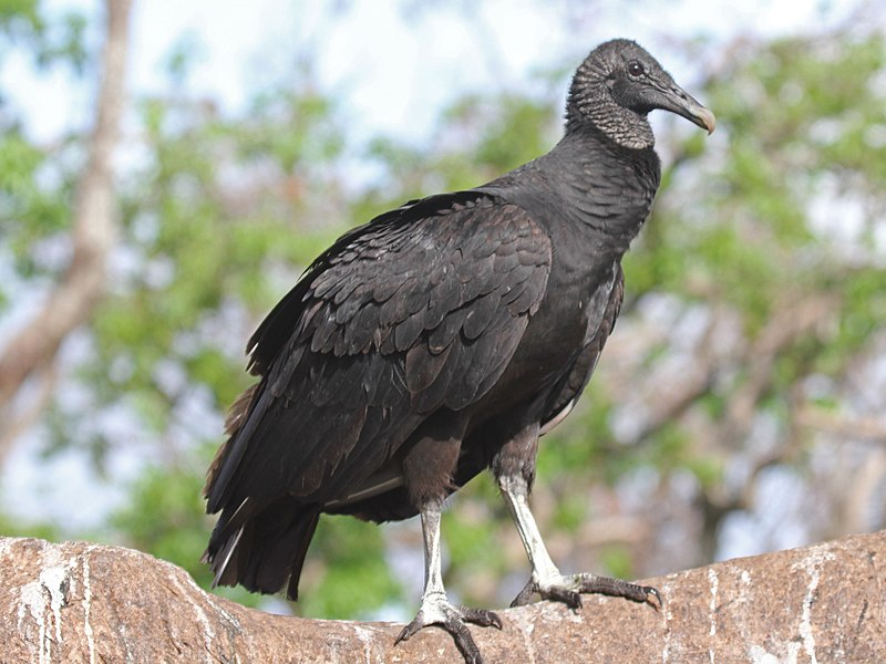 Vulture symbol of death