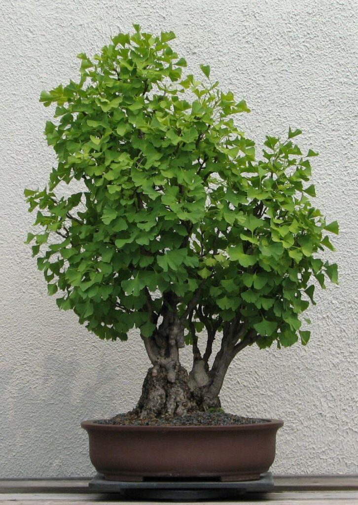 Ginkgo Tree