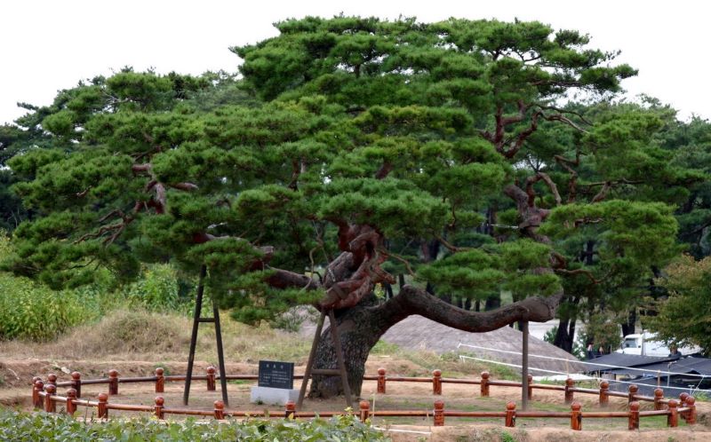 Pine tree symbol of longetivity