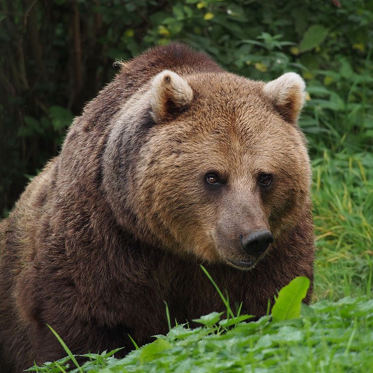 Bear