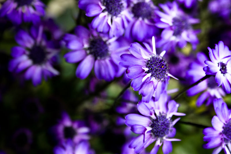 Purple Flowers