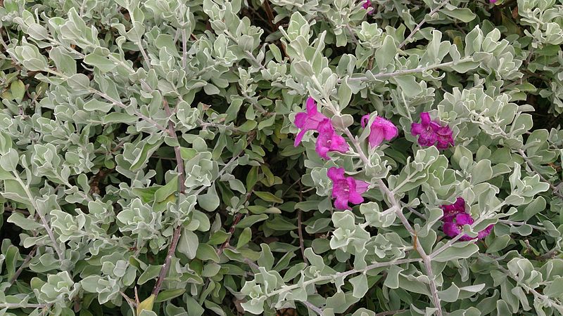 Sage