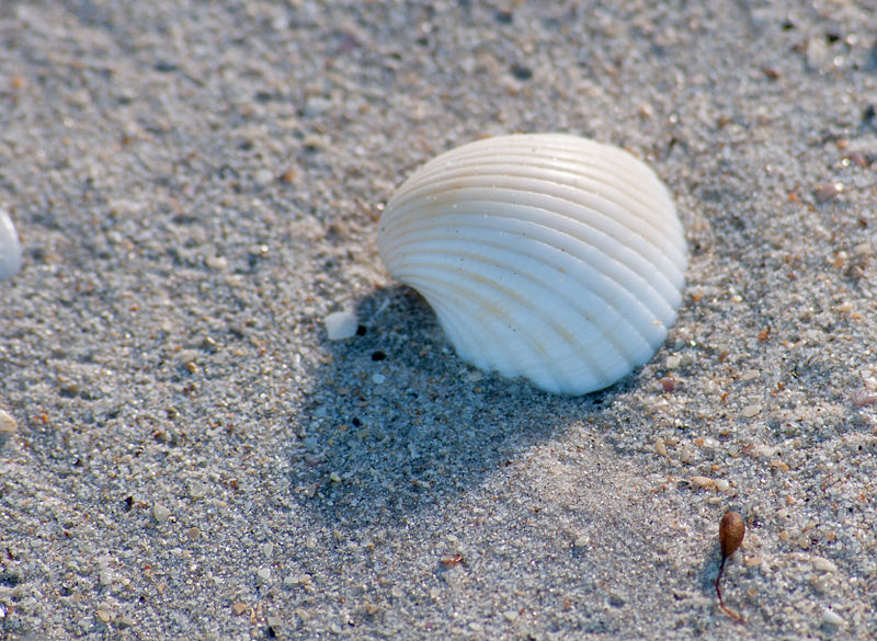 Seashell